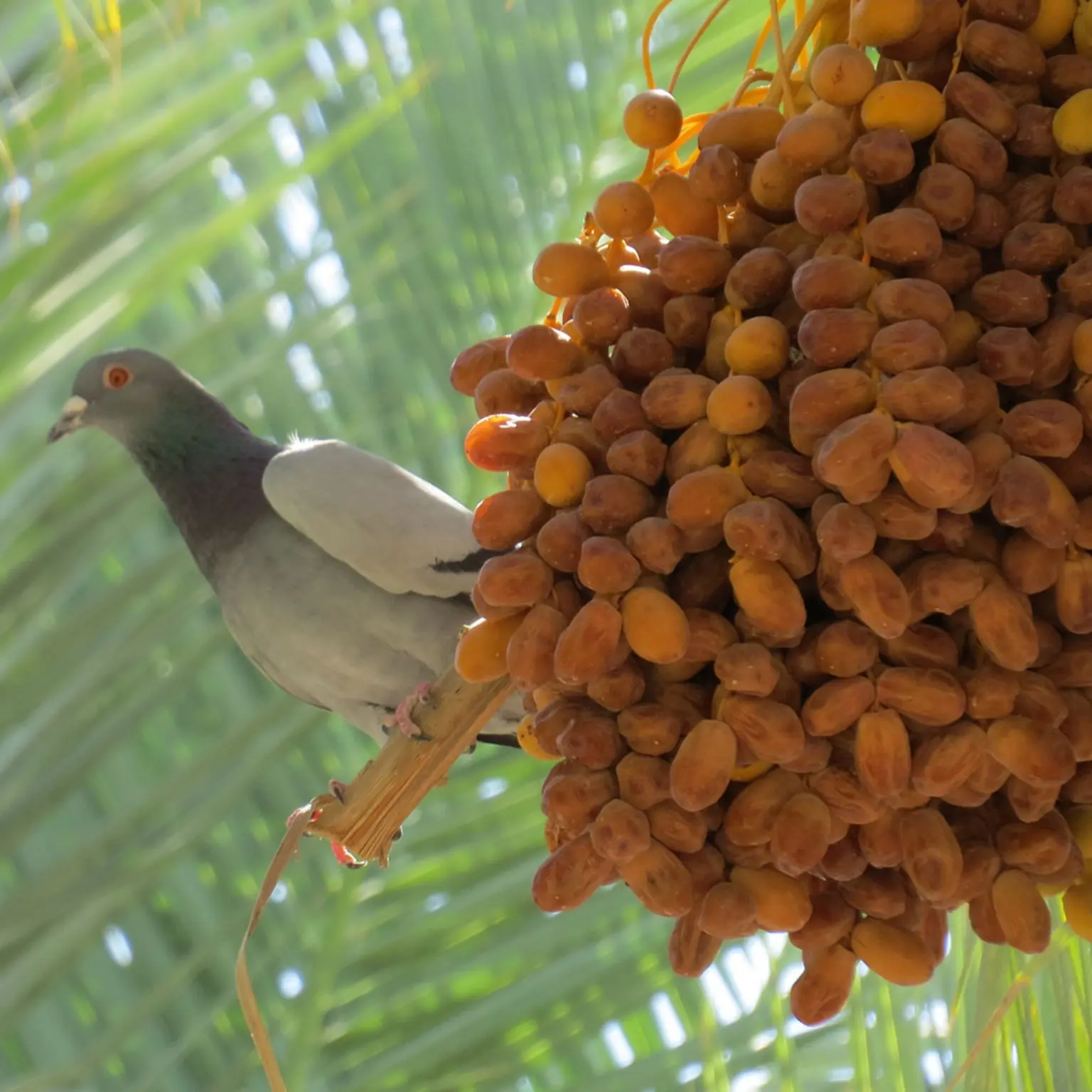 Zahedi date bunch on a palm in Farashband