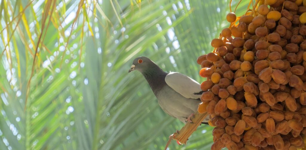 خرمای زاهدی فراشبند ایران برای خرید عمده و صادرات