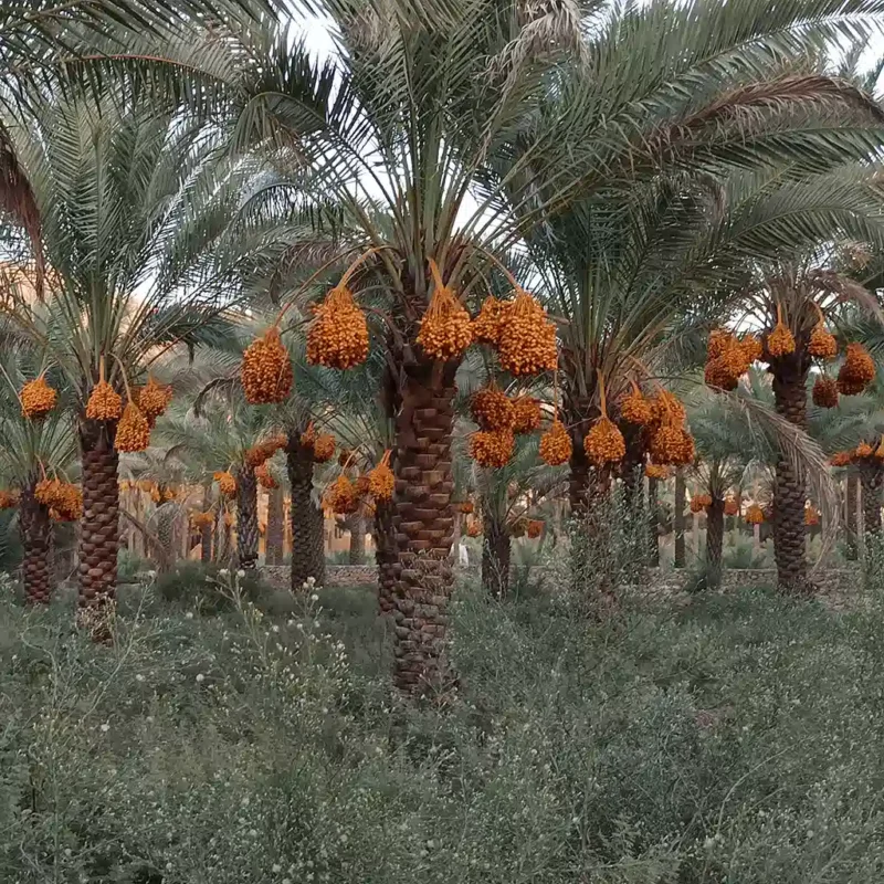 خرمای زاهدی فراشبند ایران برای خرید عمده و صادرات